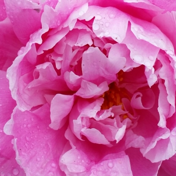 Meet your Posher, Erin - Picture 1 of 1